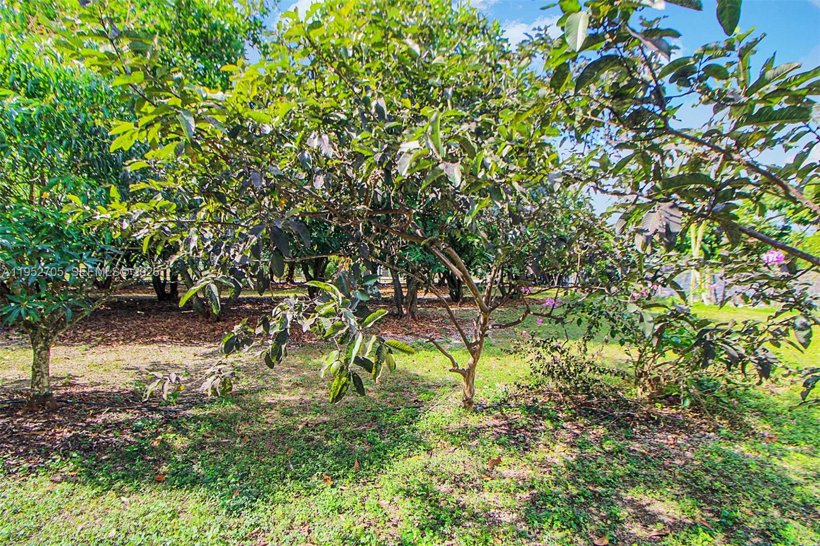 37225 Southwest 214th Avenue Homestead, FL 33034 - Photo 25 of 77 a backyard of a house with a tree