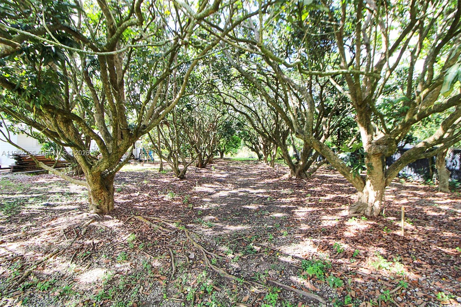 37225 Southwest 214th Avenue Homestead, FL 33034 - Photo 77 of 77 a view of tree trees and a yard