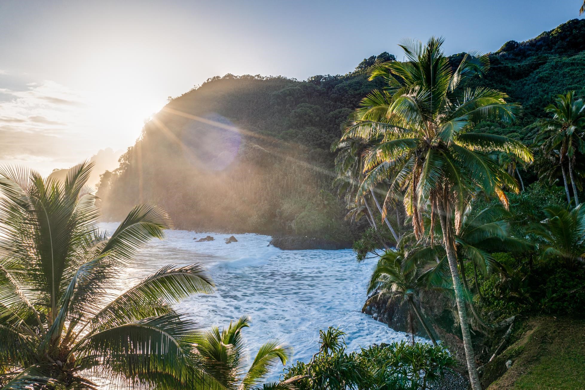 355 Wailua Road Haiku, HI 96708 - Photo 24 of 50 a view of a palm plant in front of a house