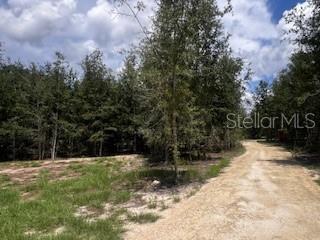 4899 Northwest 36th Street Bell, FL 32619 - Photo 34 of 67 a view of a yard with plants and trees