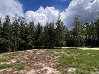 4899 Northwest 36th Street Bell, FL 32619 - Photo 35 of 67 a view of outdoor space with trees