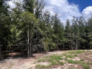 4899 Northwest 36th Street Bell, FL 32619 - Photo 36 of 67 a view of outdoor space with trees