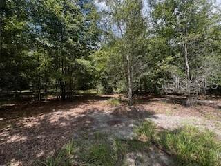 4899 Northwest 36th Street Bell, FL 32619 - Photo 37 of 67 a view of a tree in a yard