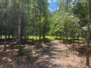 4899 Northwest 36th Street Bell, FL 32619 - Photo 41 of 67 a view of a forest with trees