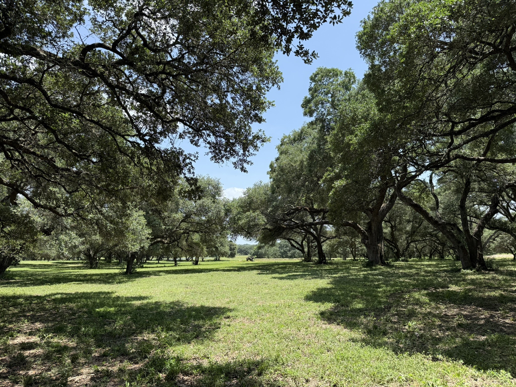 Tbd Rubin Lee Road Cat Spring, TX 78933 - Photo 40 of 47 a view of a park