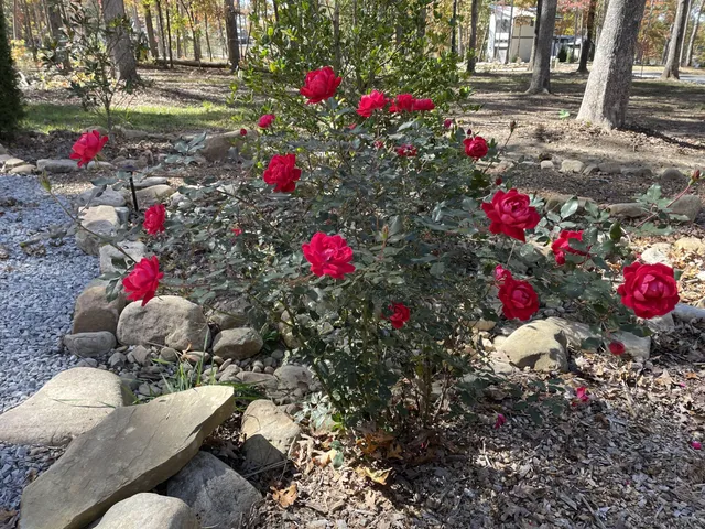 a view of a flower in a yard