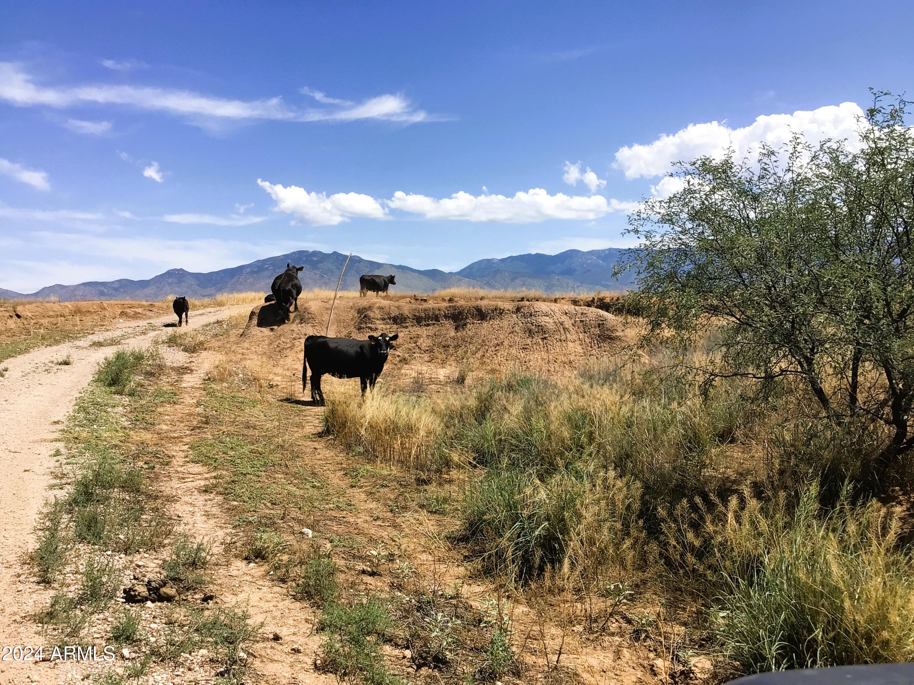37.04-ac South Warpaint Path, Unit 10 Willcox, AZ 85643 - Photo 46 of 50 IMG_4024