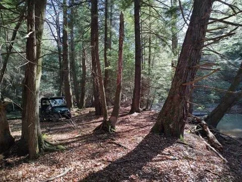 a view of a backyard with large trees and wooden fence