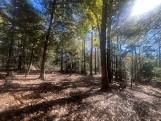 a view of forest