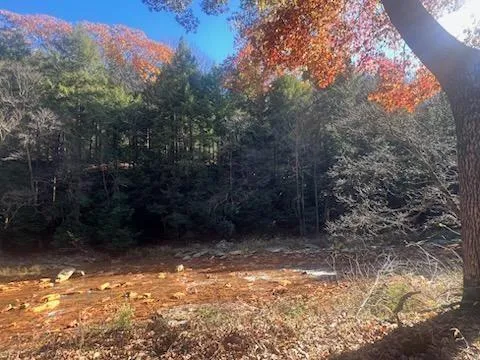 a view of a yard with a tree