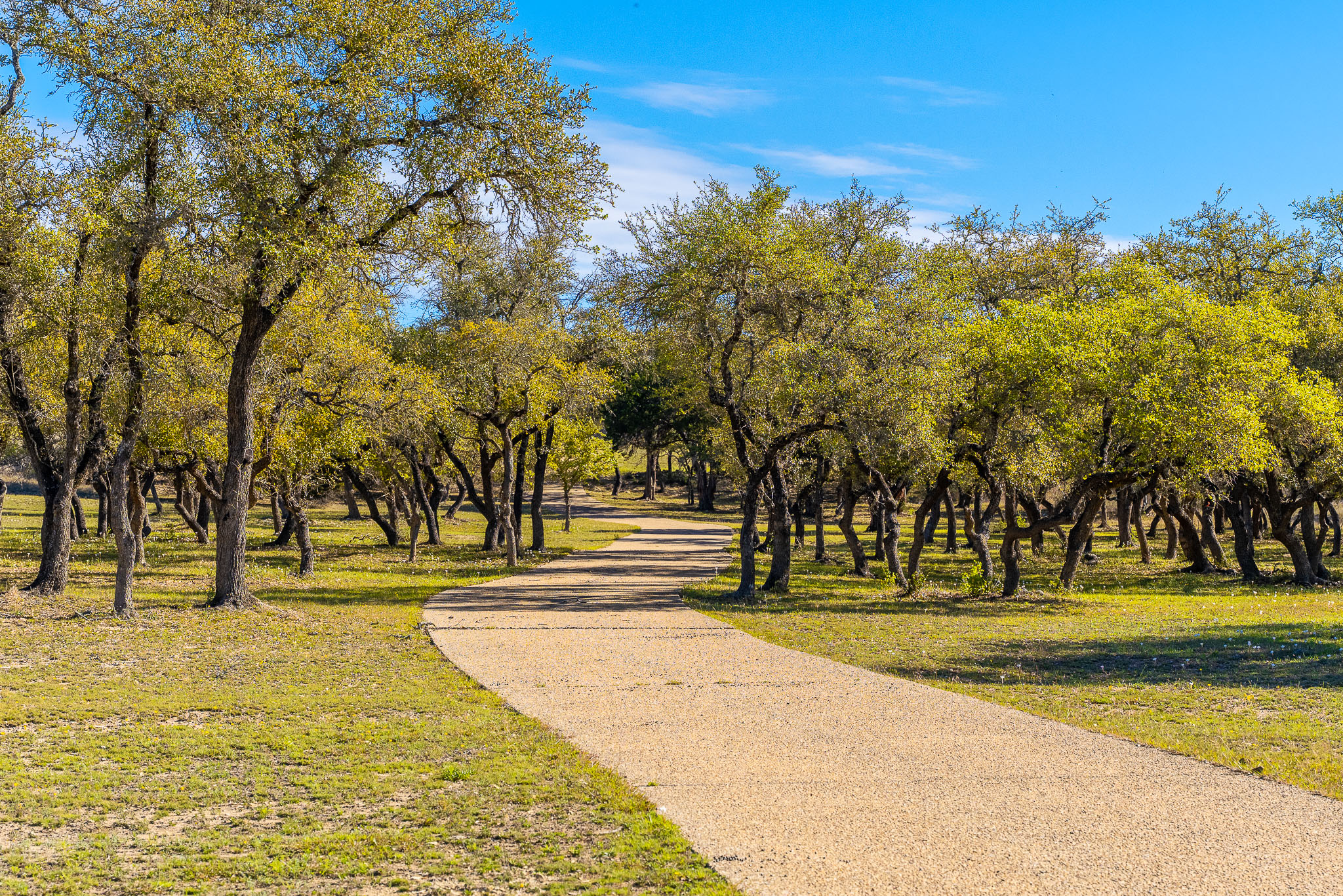 1100 Pump Station Road Wimberley, TX 78676 - Photo 25 of 40 a view of swimming pool with outdoor seating and trees
