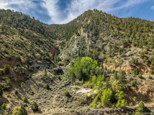 a view of a yard with plants and large trees