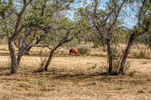 a view of a yard with a tree