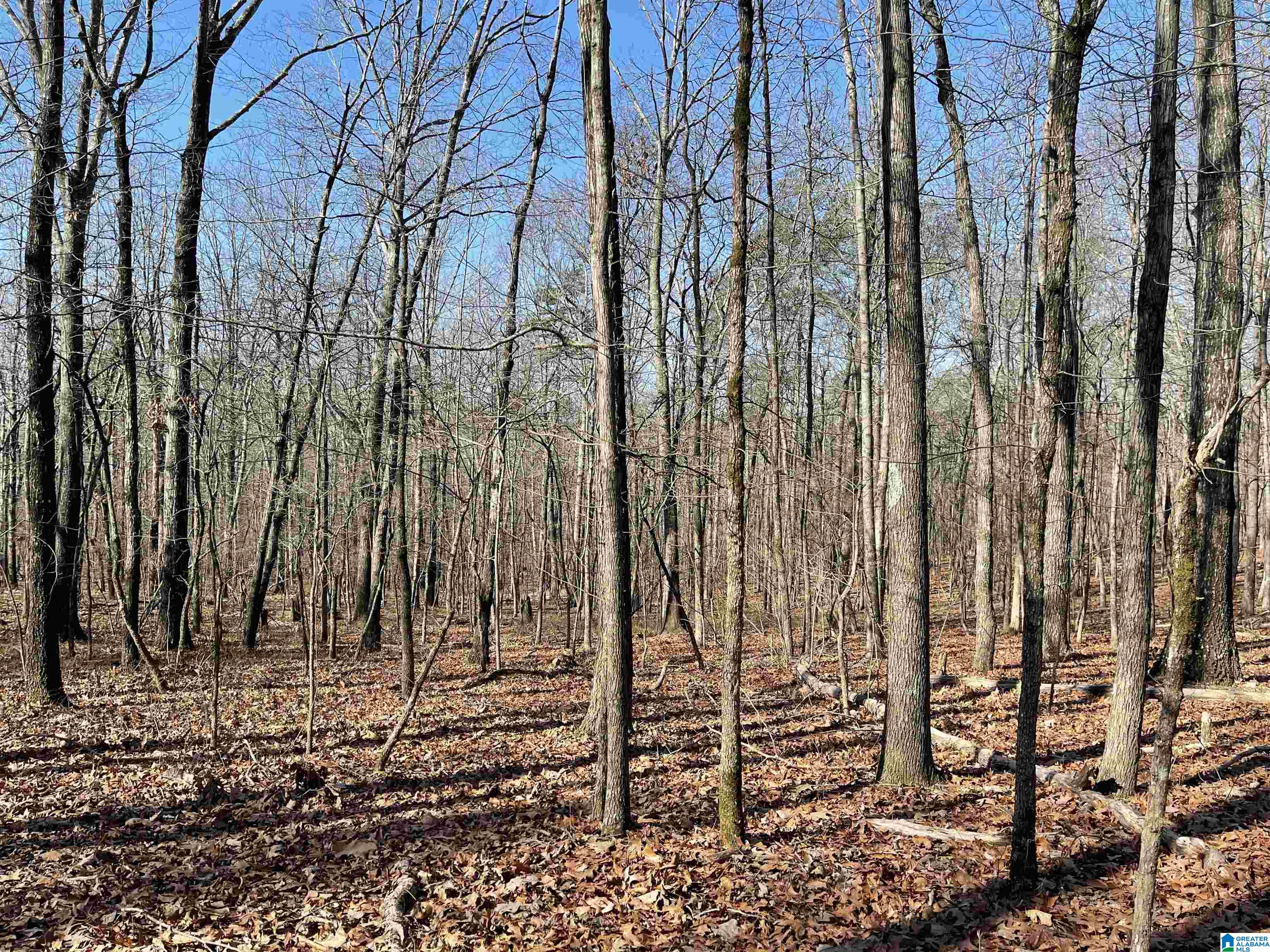0 County Road 852, Unit 2 Ranburne, AL 36273 - Photo 7 of 19