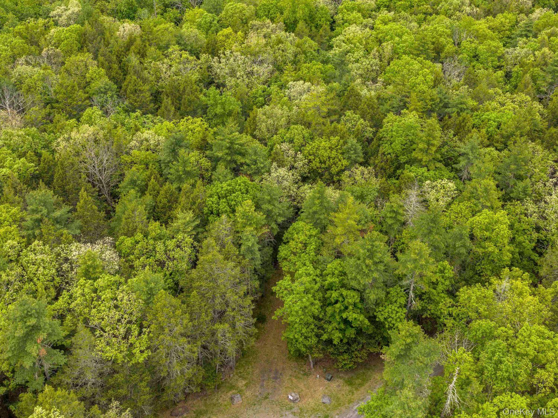 40 Mamoud Hills Road Kingston, NY 12401 - Photo 26 of 42 a view of a yard with plants and large trees