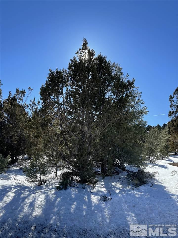 21575 Dortort Drive Reno, NV 89521 - Photo 1 of 5 a view of a forest filled with trees