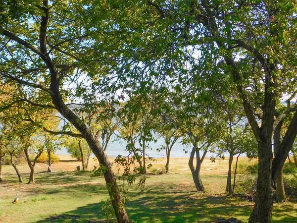 a view of a yard with large trees