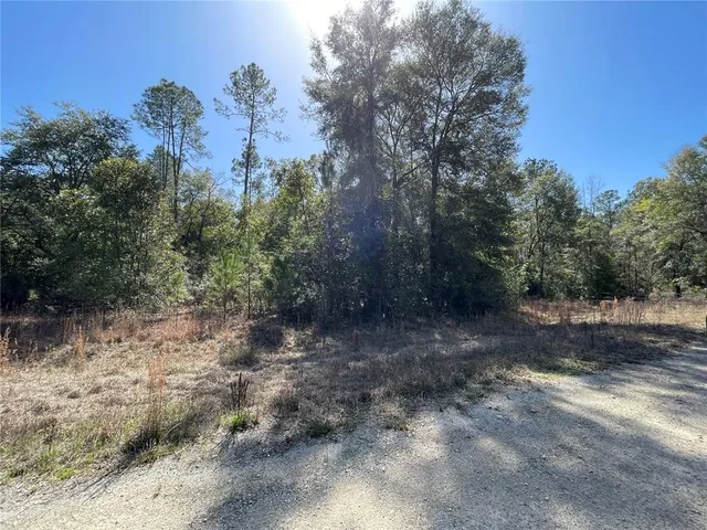a view of a forest with trees in the background