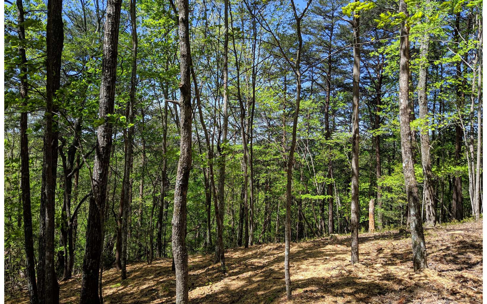 L163 Cohutta Mountain Road Blue Ridge, GA 30513 - Photo 1 of 1 a view of a forest
