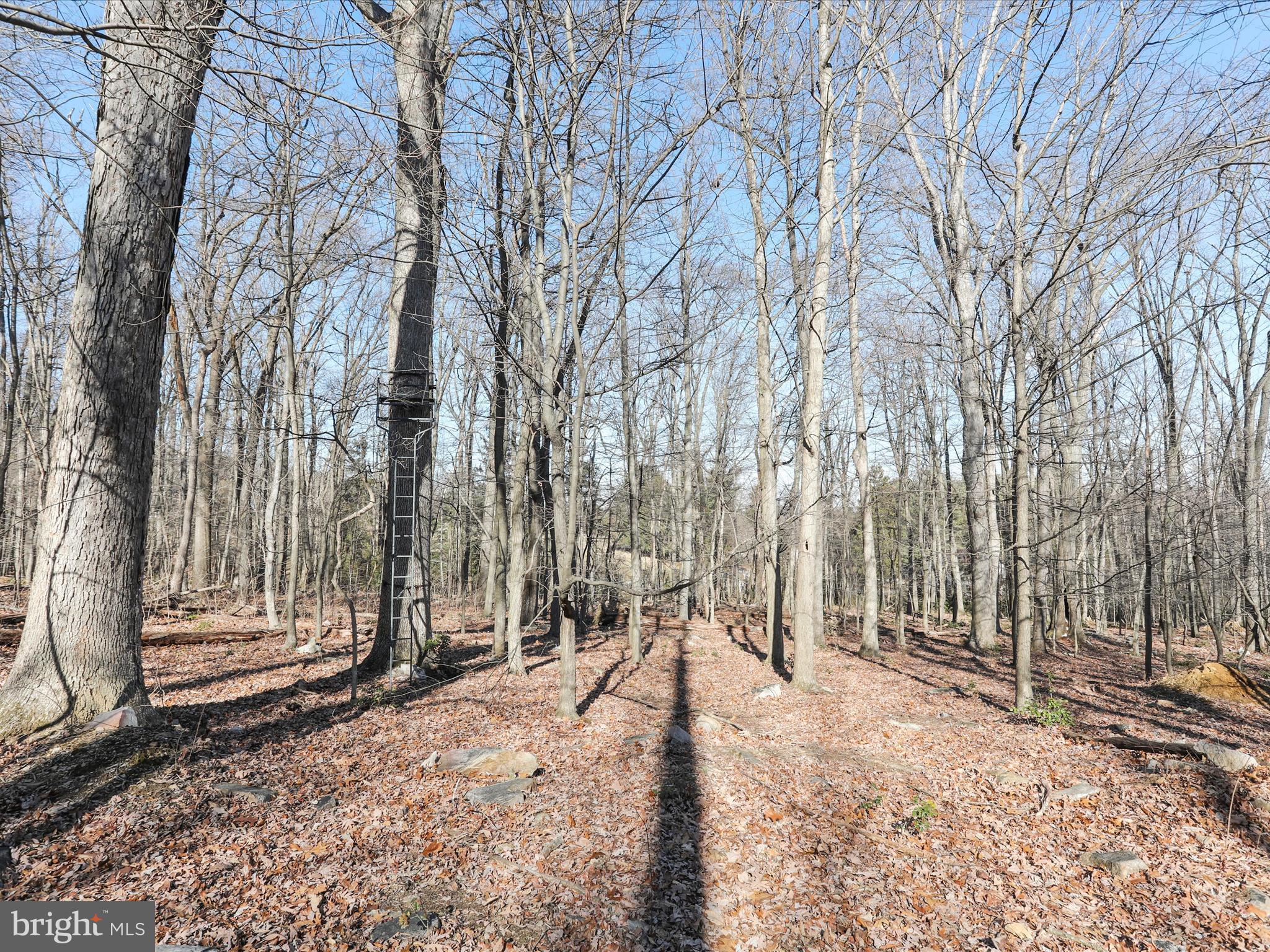 Edgewood Church Road Frederick, MD 21702 - Photo 2 of 19 a view of outdoor space with trees