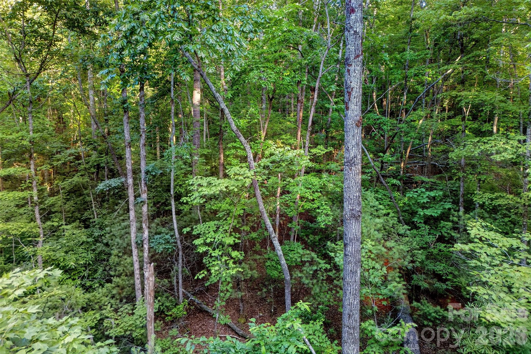 0 Yancey Road Marion, NC 28752 - Photo 26 of 32 a view of forest