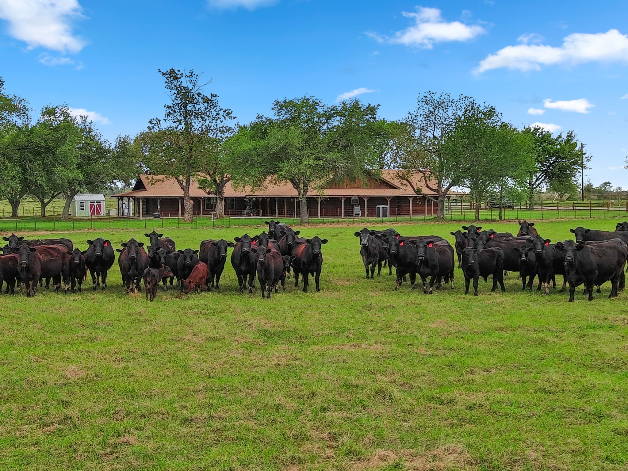 16120 Brown Road Waller, TX 77484 - Photo 44 of 50 Cow Friends Next Door