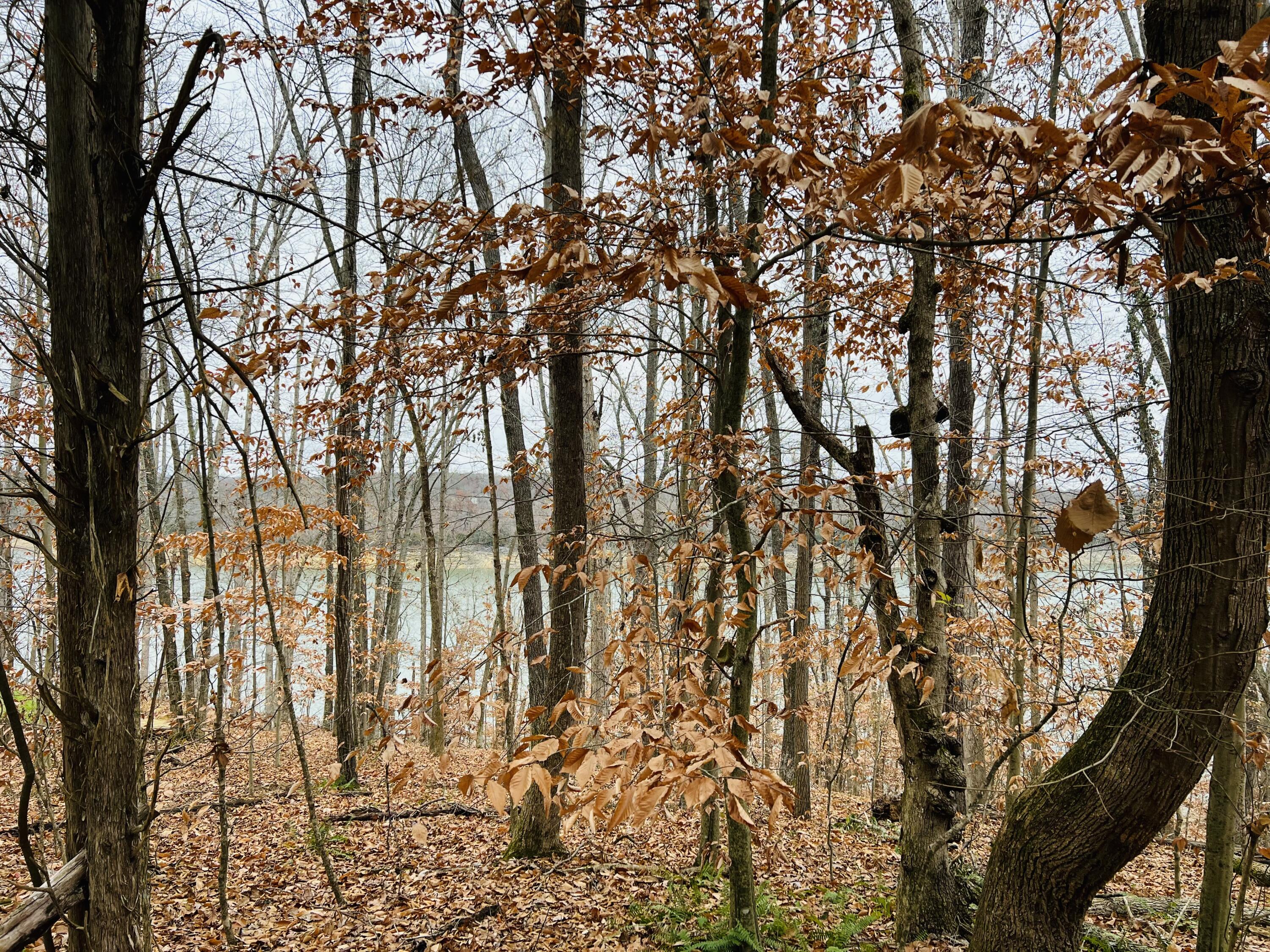 320 Smith McClees Road Monticello, KY 42633 - Photo 7 of 9 SML5