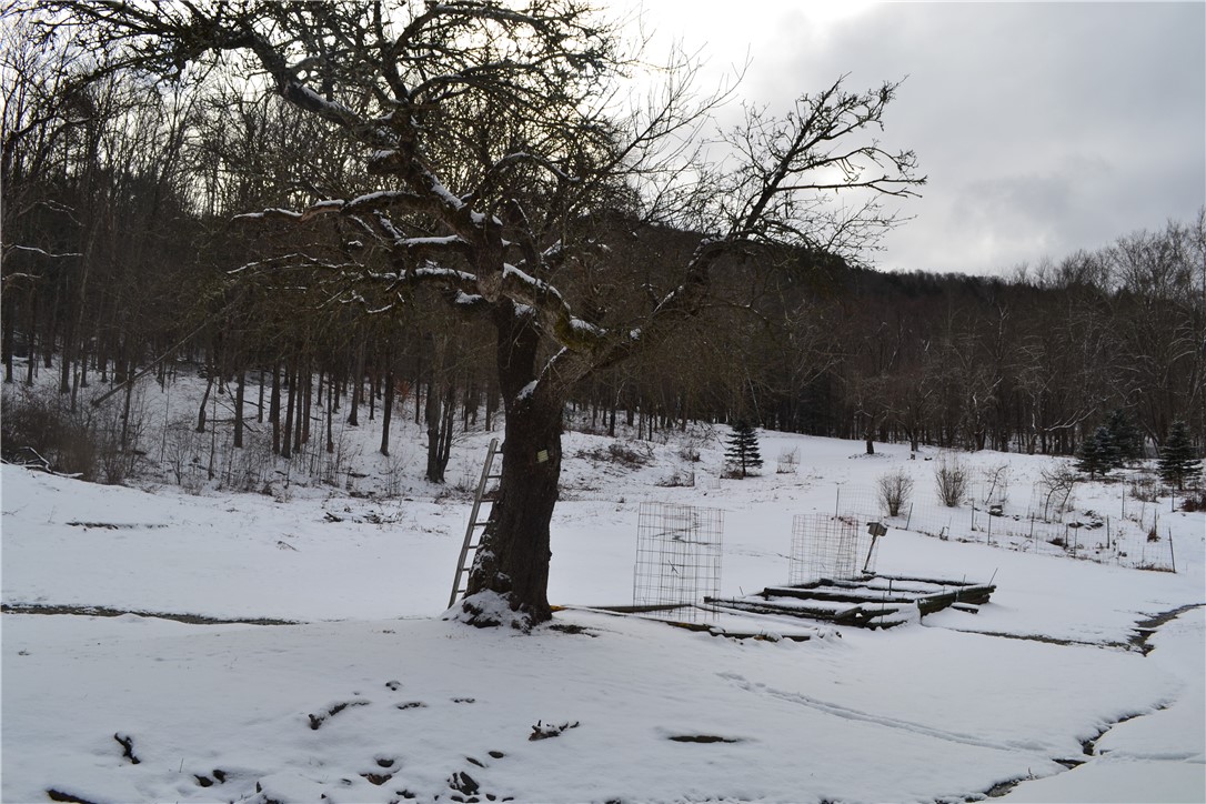 844 Horton Brook Road Roscoe, NY 12776 - Photo 7 of 25 Fruit Trees