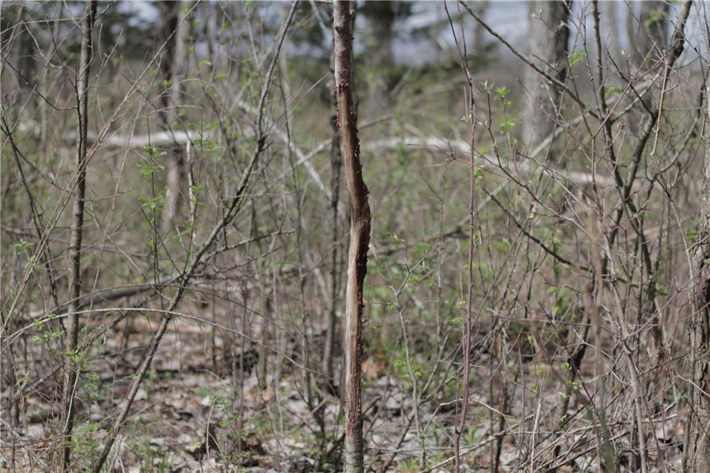 2237 Highway 7 Mapleton, KS 66754 - Photo 77 of 87