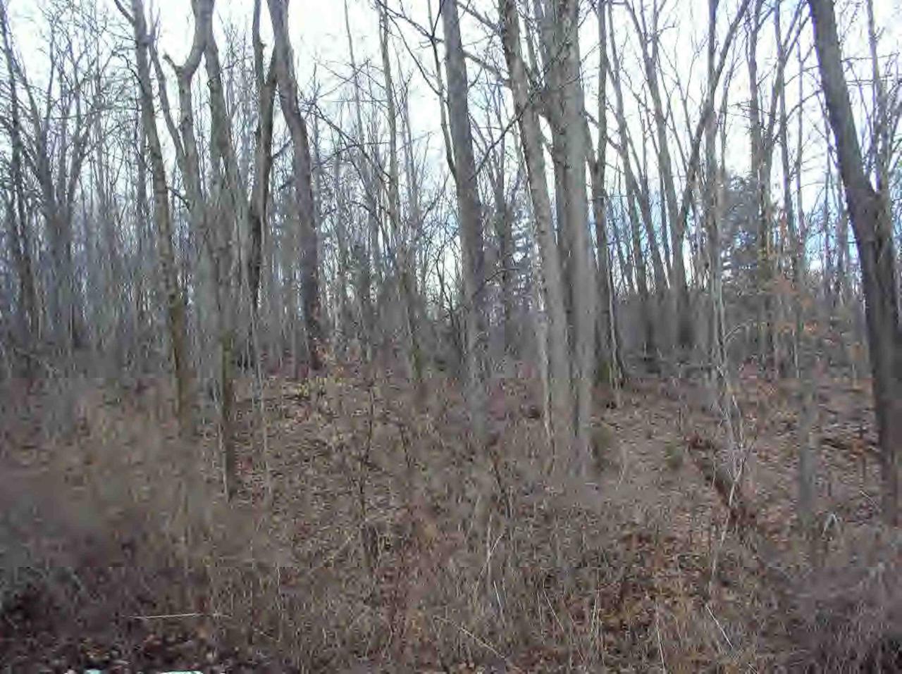 a view of a forest with trees