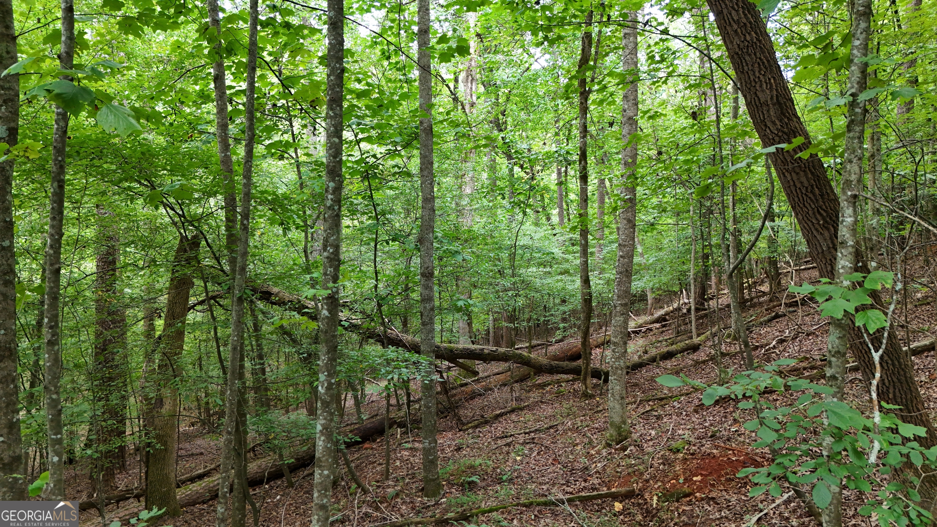 Lot 16 Morris Trail Cleveland, GA 30528 - Photo 2 of 5