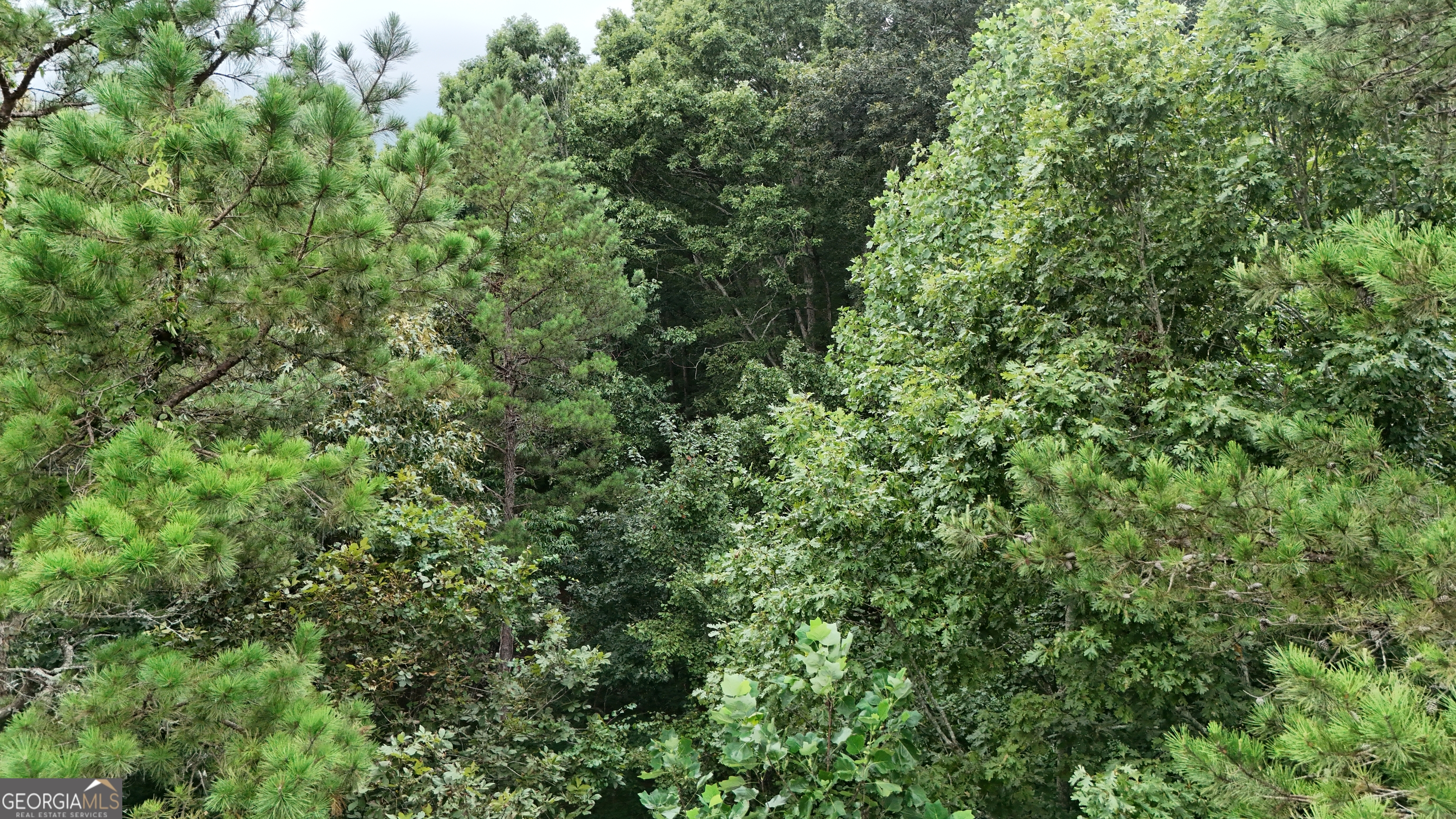 Lot 16 Morris Trail Cleveland, GA 30528 - Photo 4 of 5
