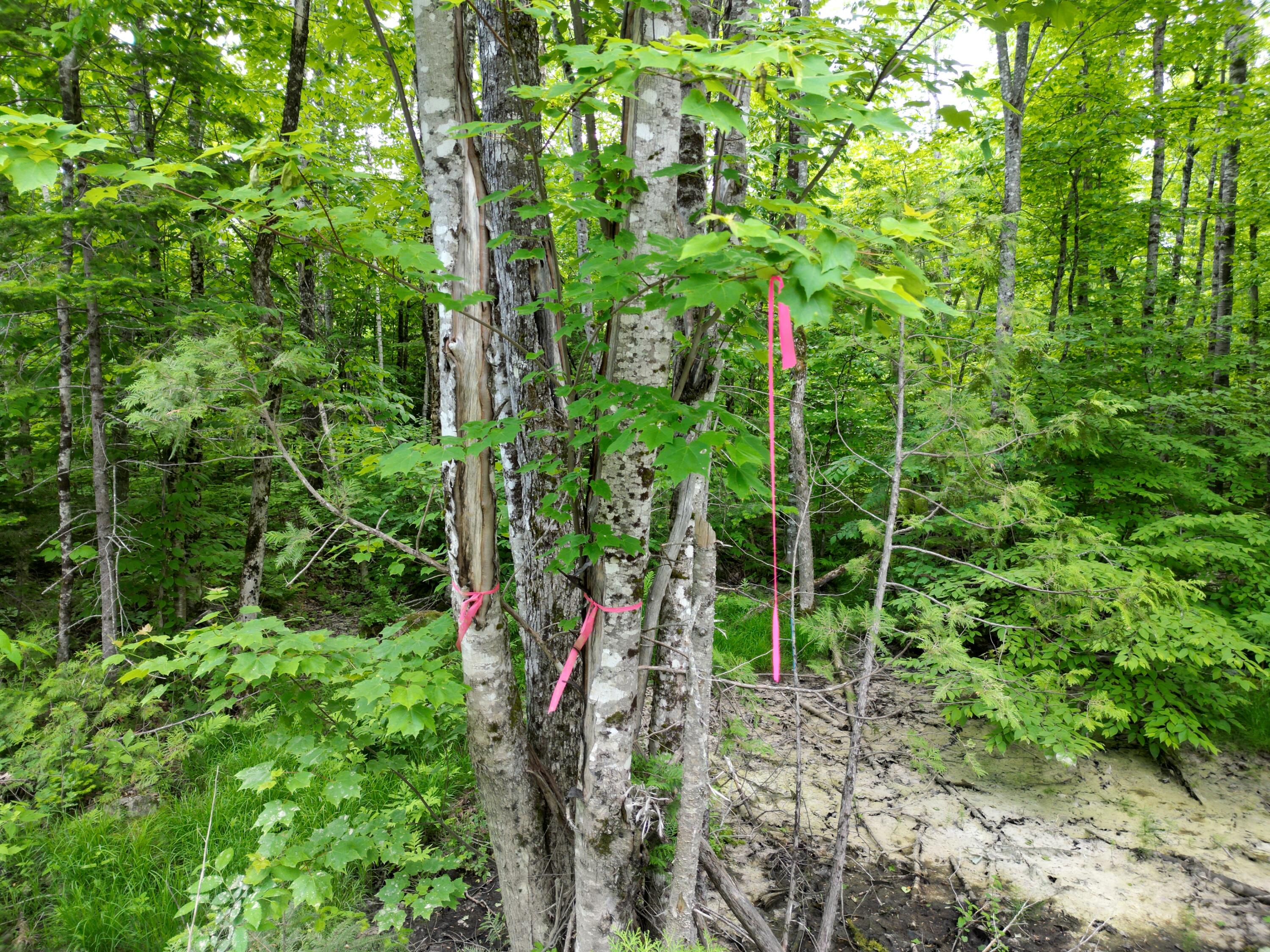 Lot 1 Hale Farm Road Lee, ME 04455 - Photo 1 of 14 DJI_0329