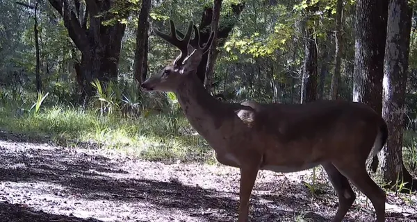 a living room with furniture a fireplace and a window