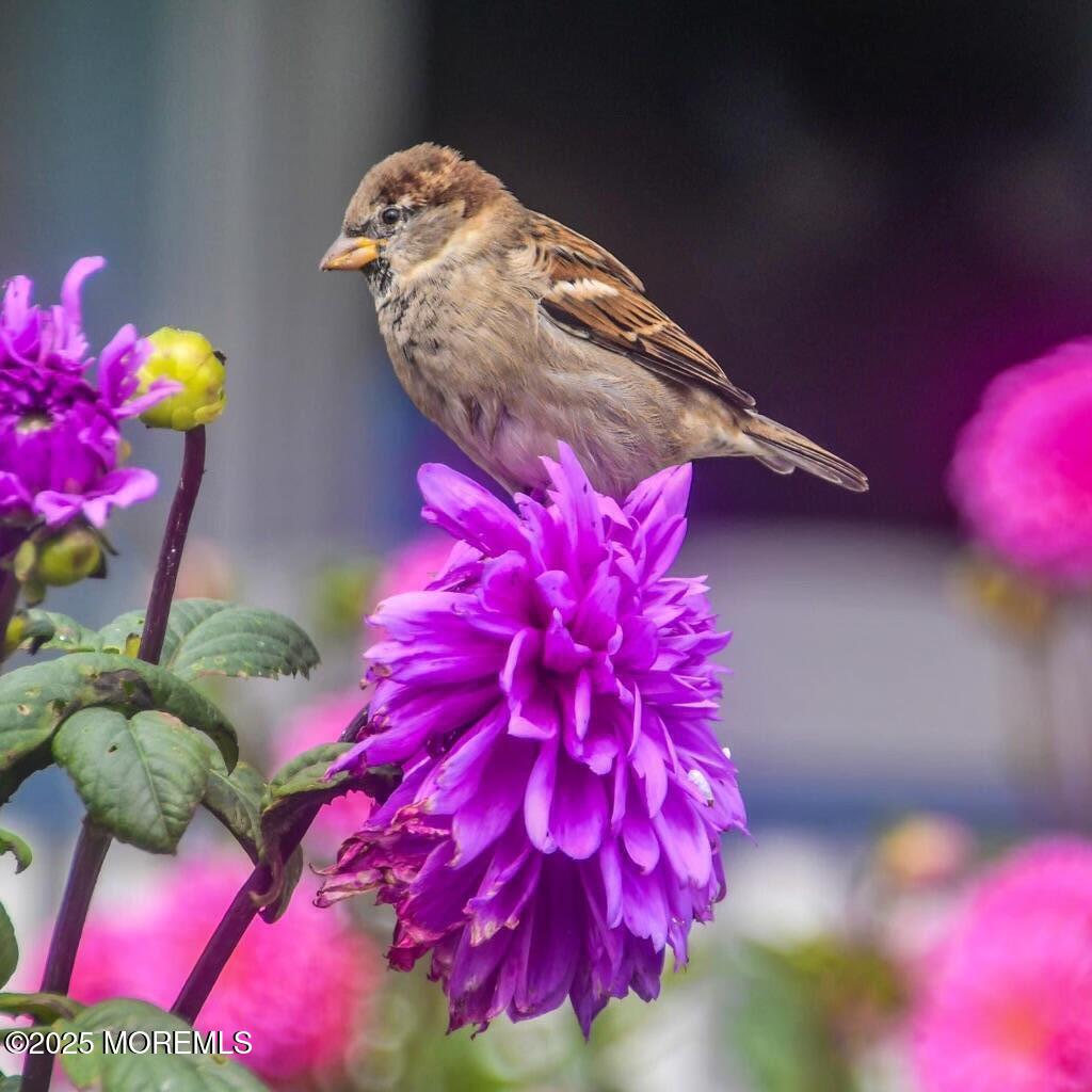9 Embury Avenue Ocean Grove, NJ 07756 - Photo 56 of 69 9 Embury Avenue