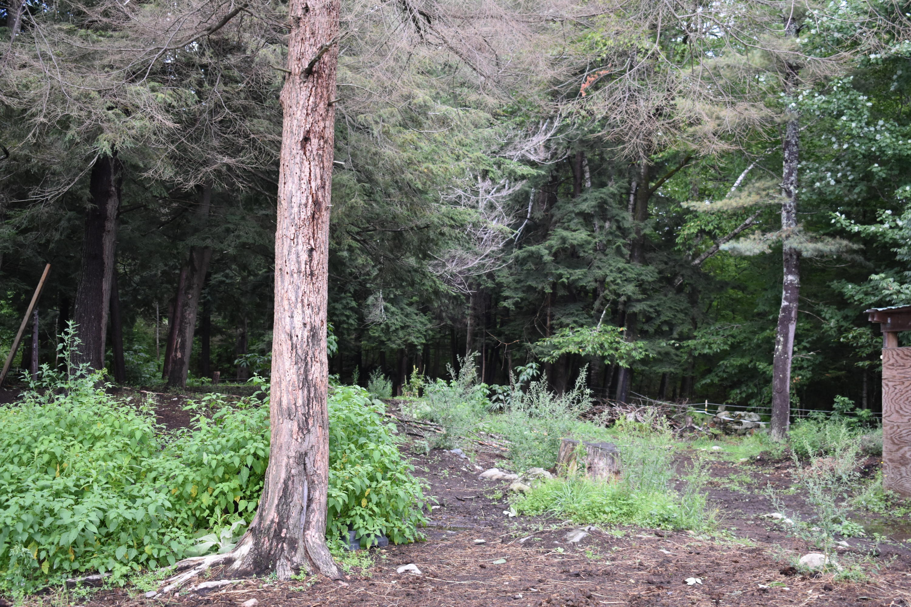 39 Brown Road Mercer, ME 04957 - Photo 53 of 55 DSC_0101