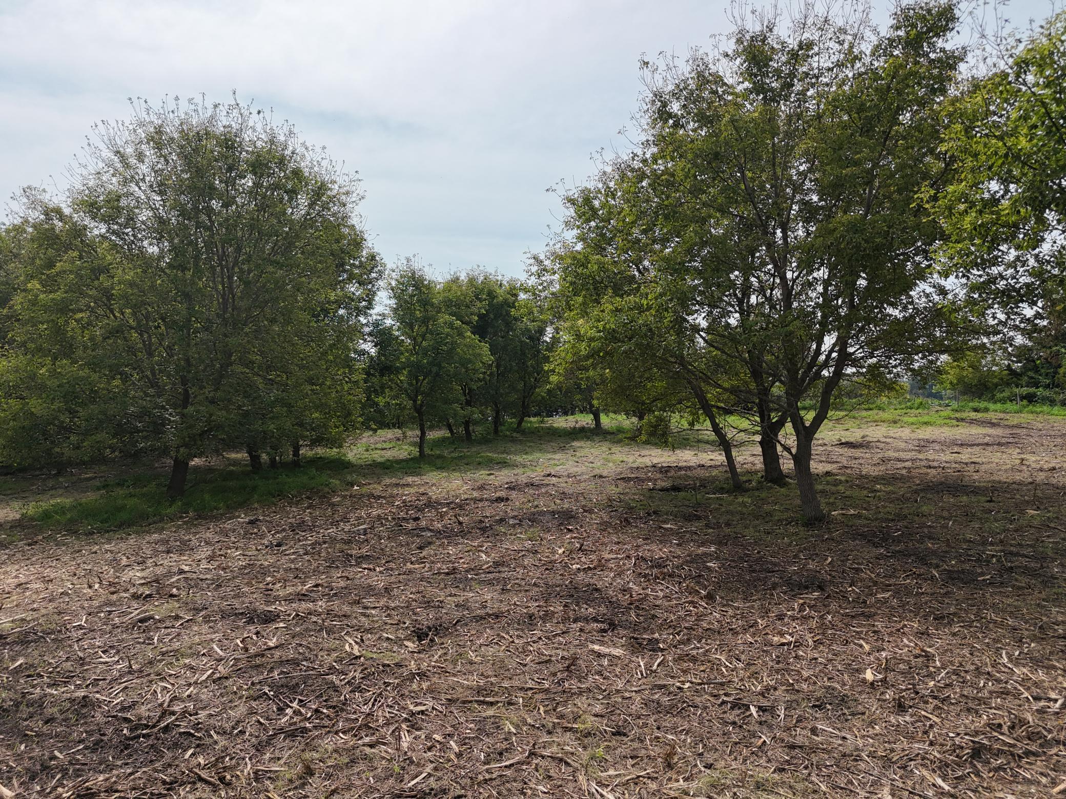 Tbd Wintermute Lane Morris, MN 56267 - Photo 14 of 27