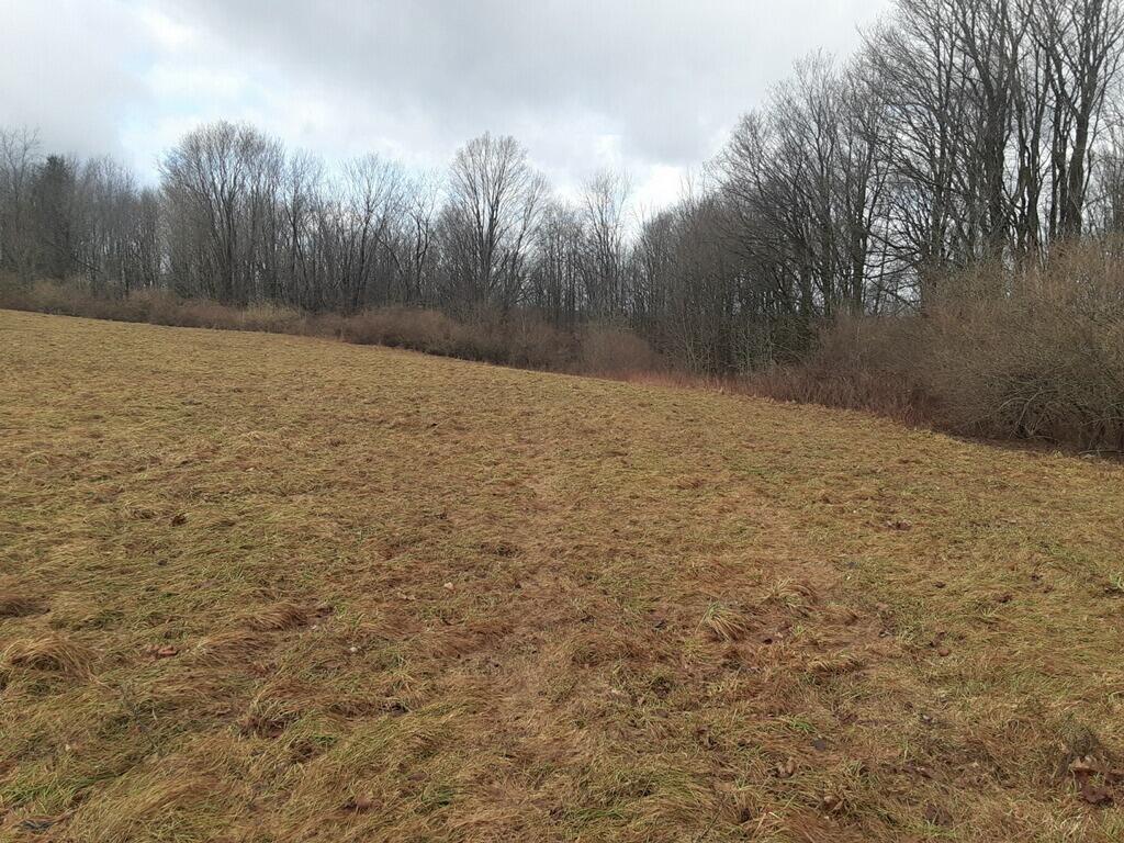 38-acres East Hazel Road Hart, MI 49420 - Photo 10 of 12 imagejpeg_0 (12)