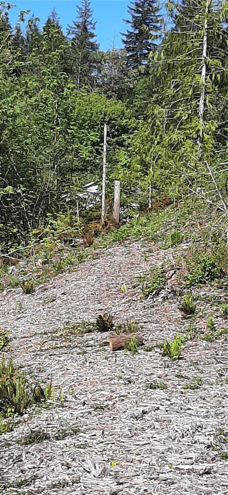 261 Northeast W J Way Belfair, WA 98528 - Photo 2 of 5 a view of a backyard