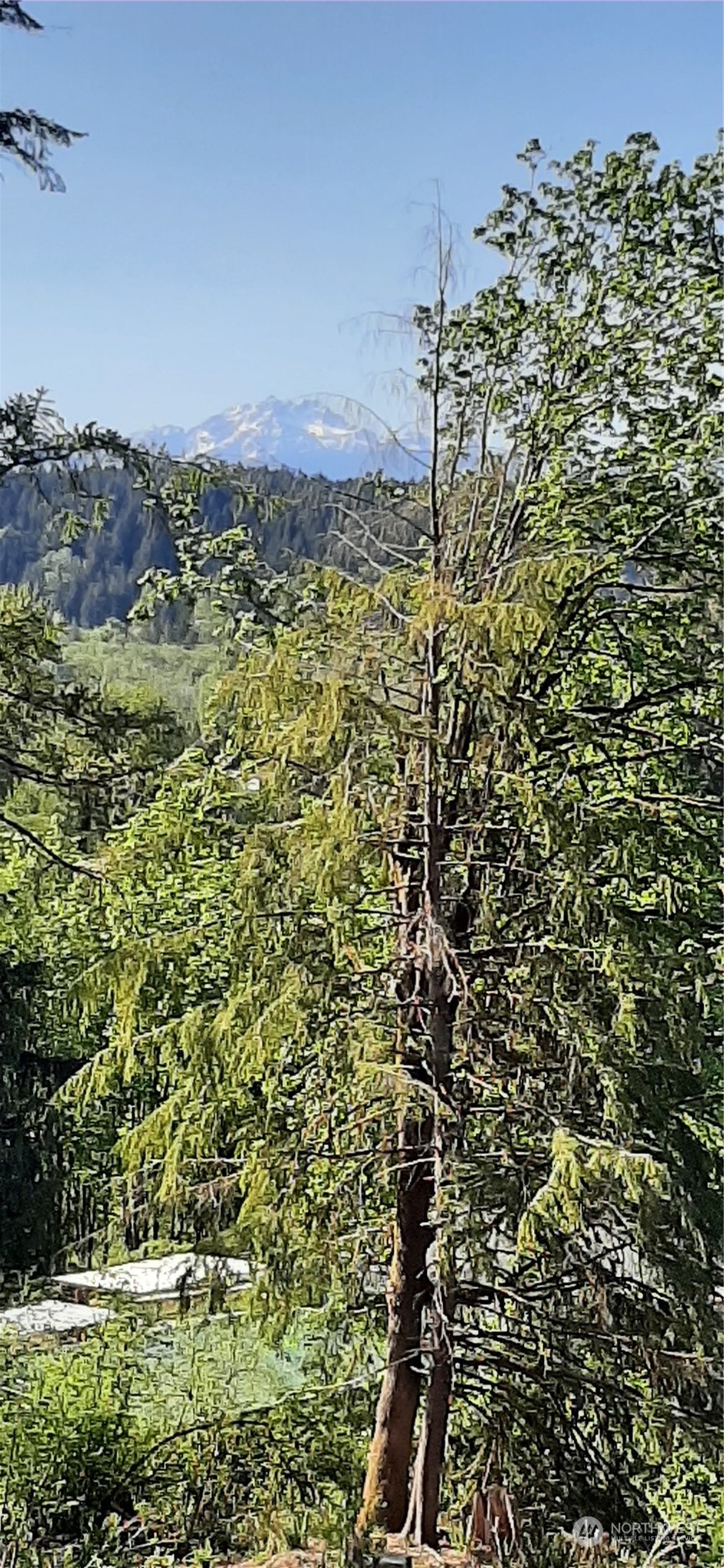 261 Northeast W J Way Belfair, WA 98528 - Photo 3 of 5 a view of a bunch of trees and bushes