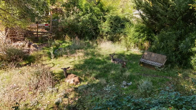 a view of a forest with a tree