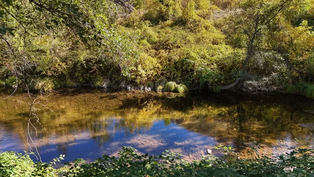 a view of a yard in front of a house with large trees