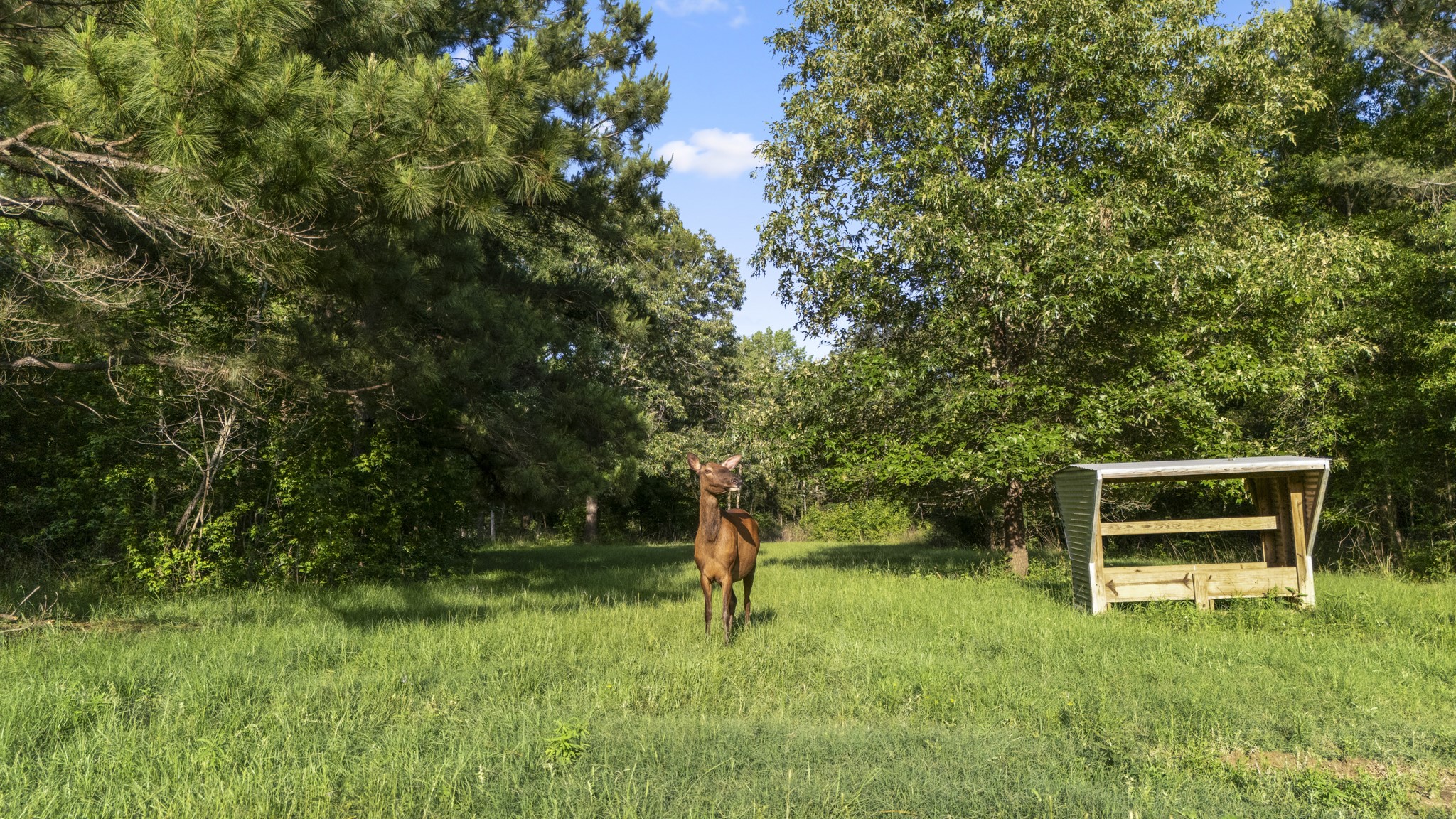 1320 County Road 2112 Rusk, TX 75785 - Photo 46 of 50 a garden view