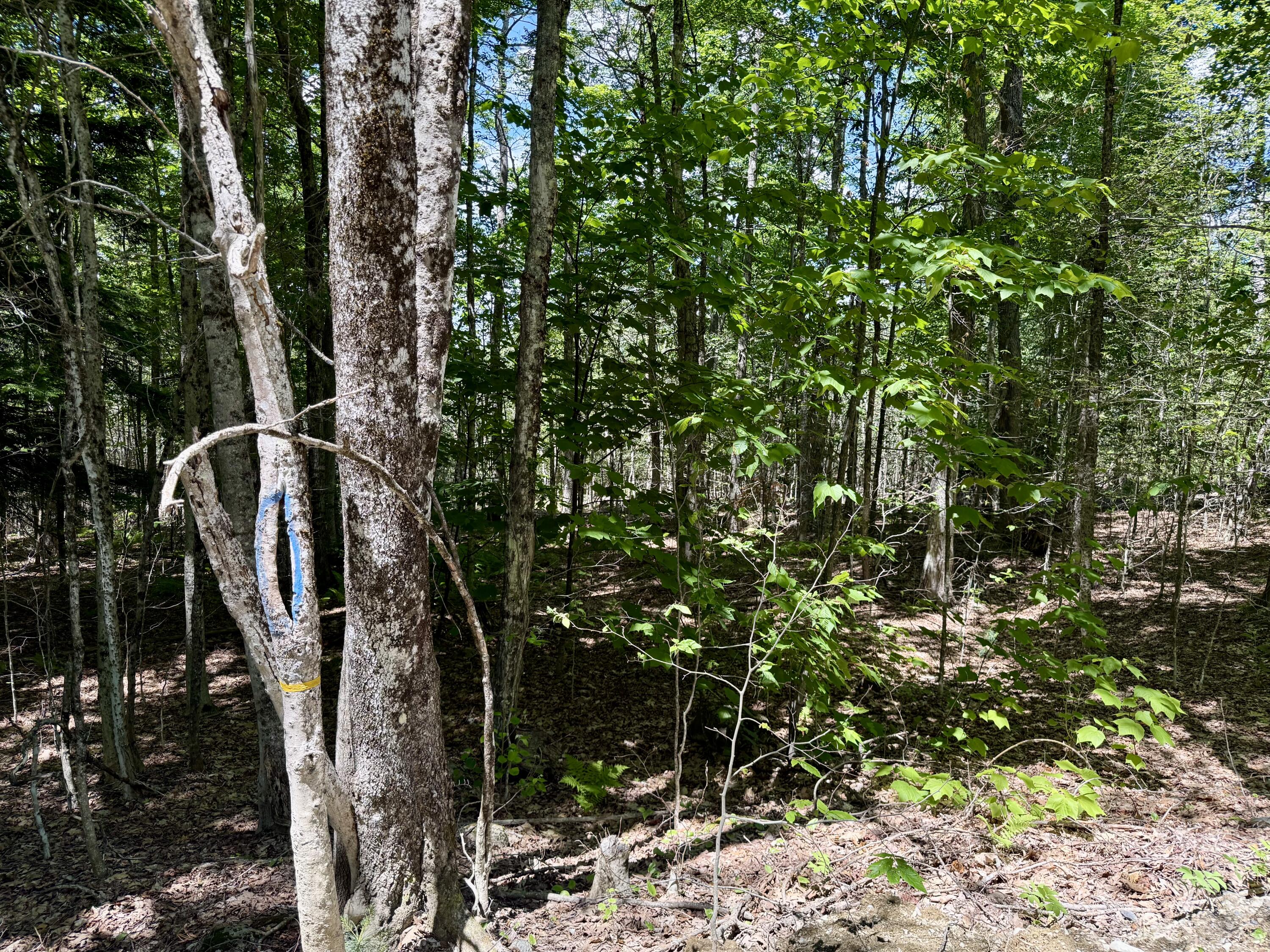 390 Upper Long Pond Road Bucksport, ME 04416 - Photo 17 of 19 IMG_5167