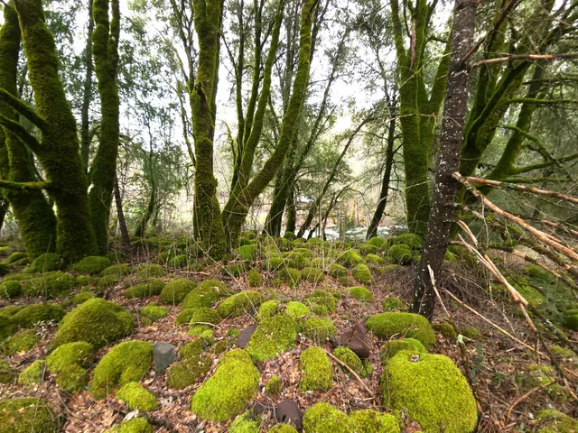 a view of yard with green space