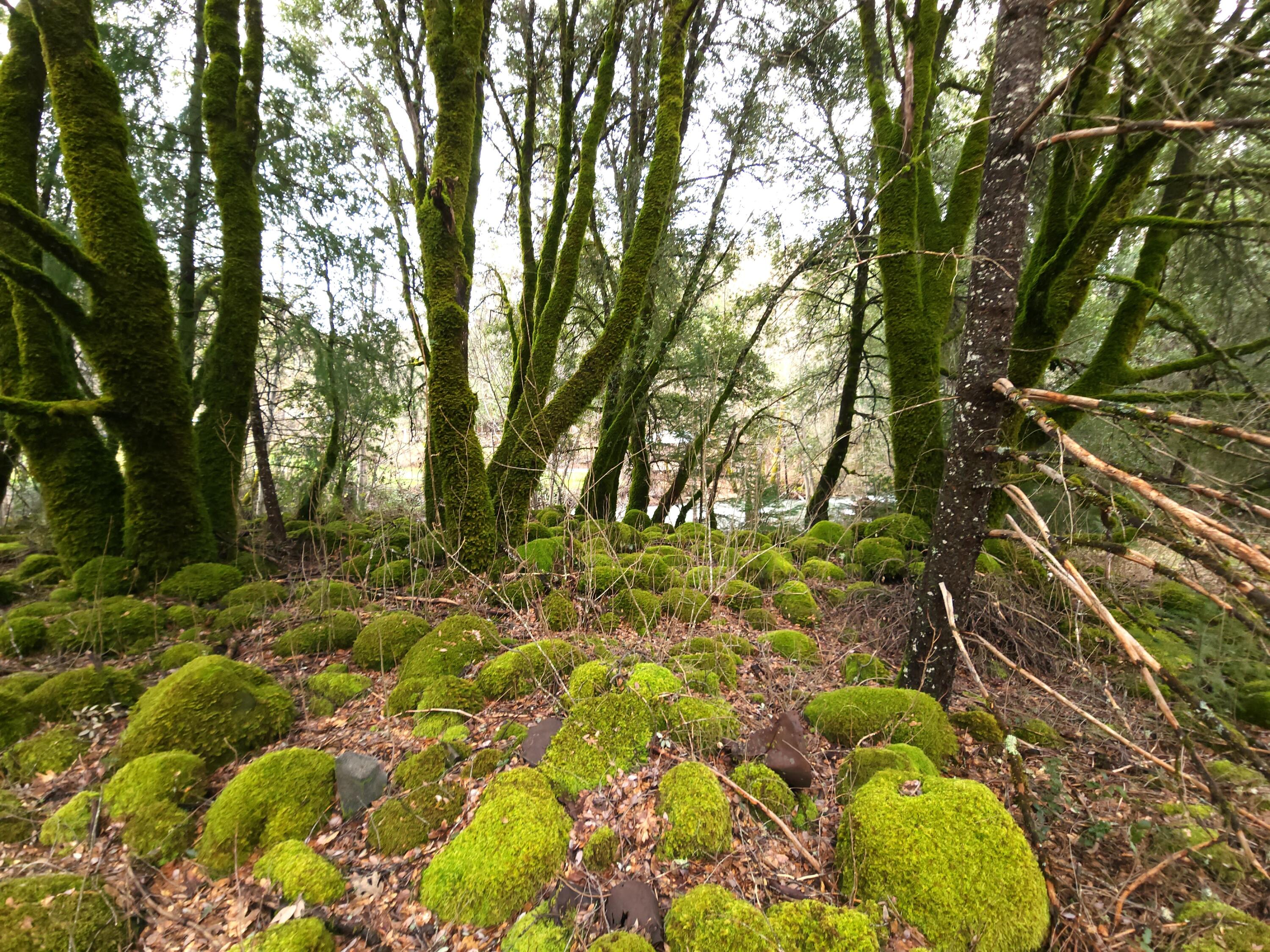 0 Phillips Road Oak Run, CA 96069 - Photo 11 of 37 a view of yard with green space