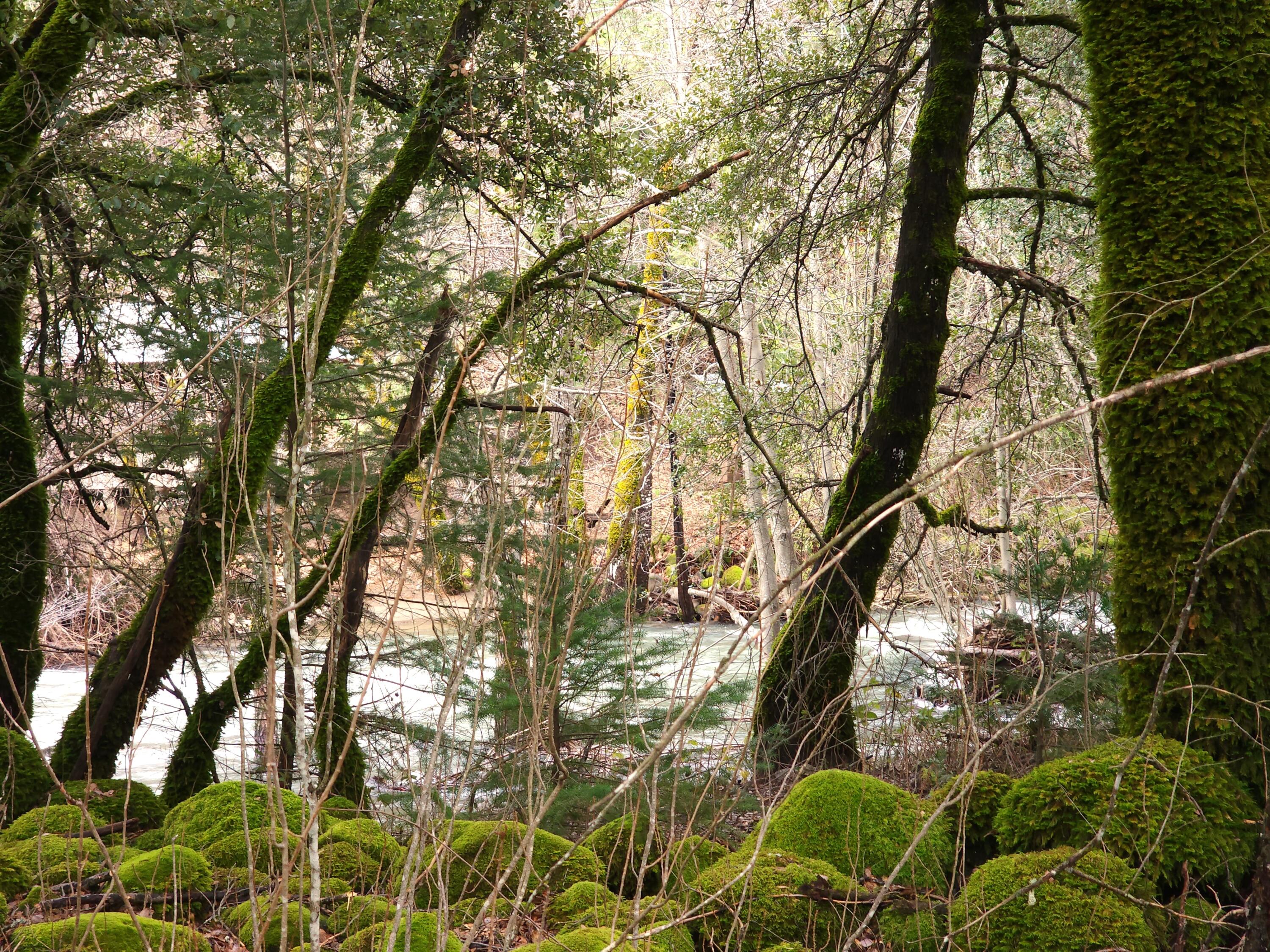 0 Phillips Road Oak Run, CA 96069 - Photo 12 of 37 a picture of tree