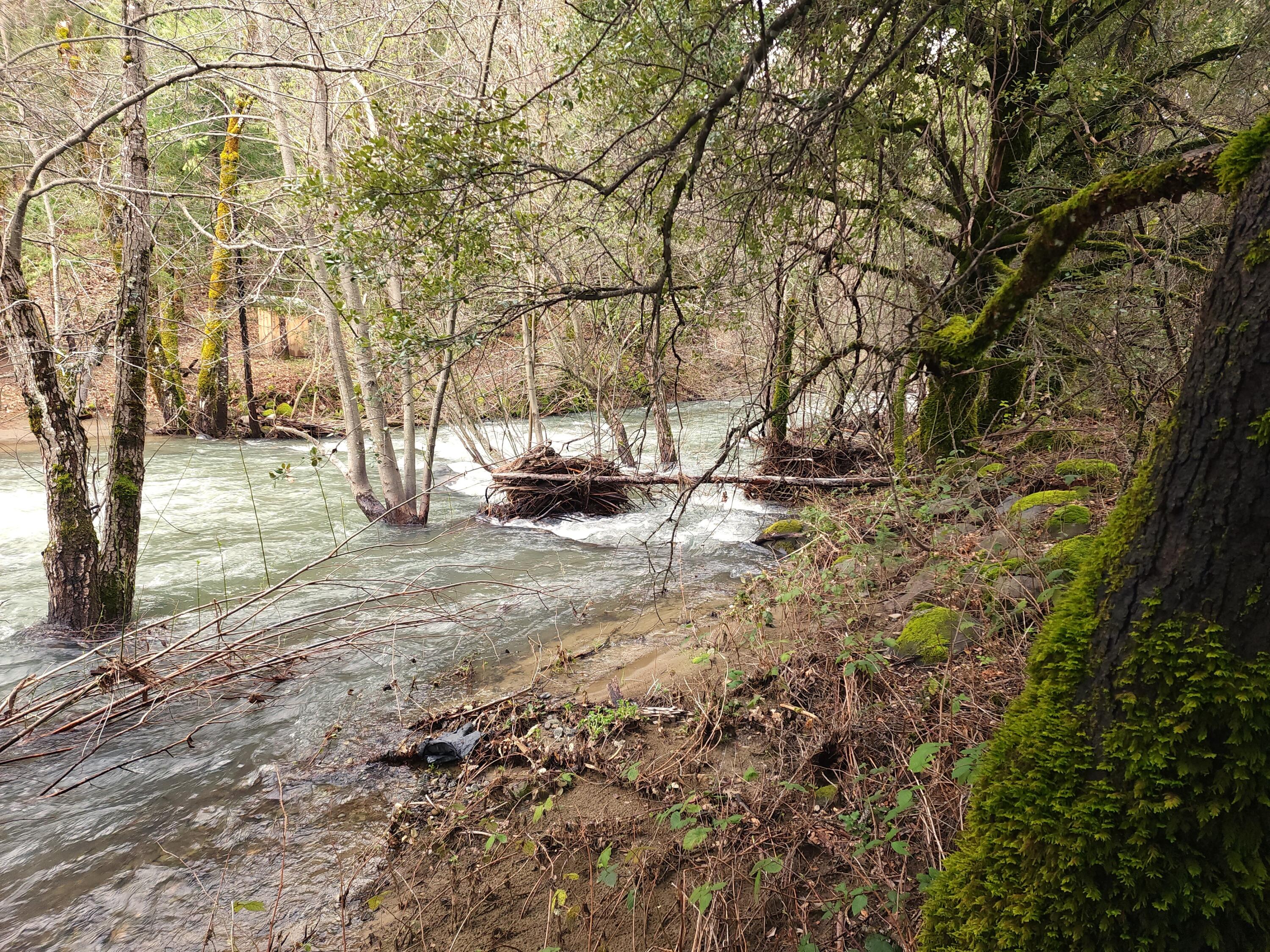 0 Phillips Road Oak Run, CA 96069 - Photo 13 of 37 a view of yard covered with snow in back