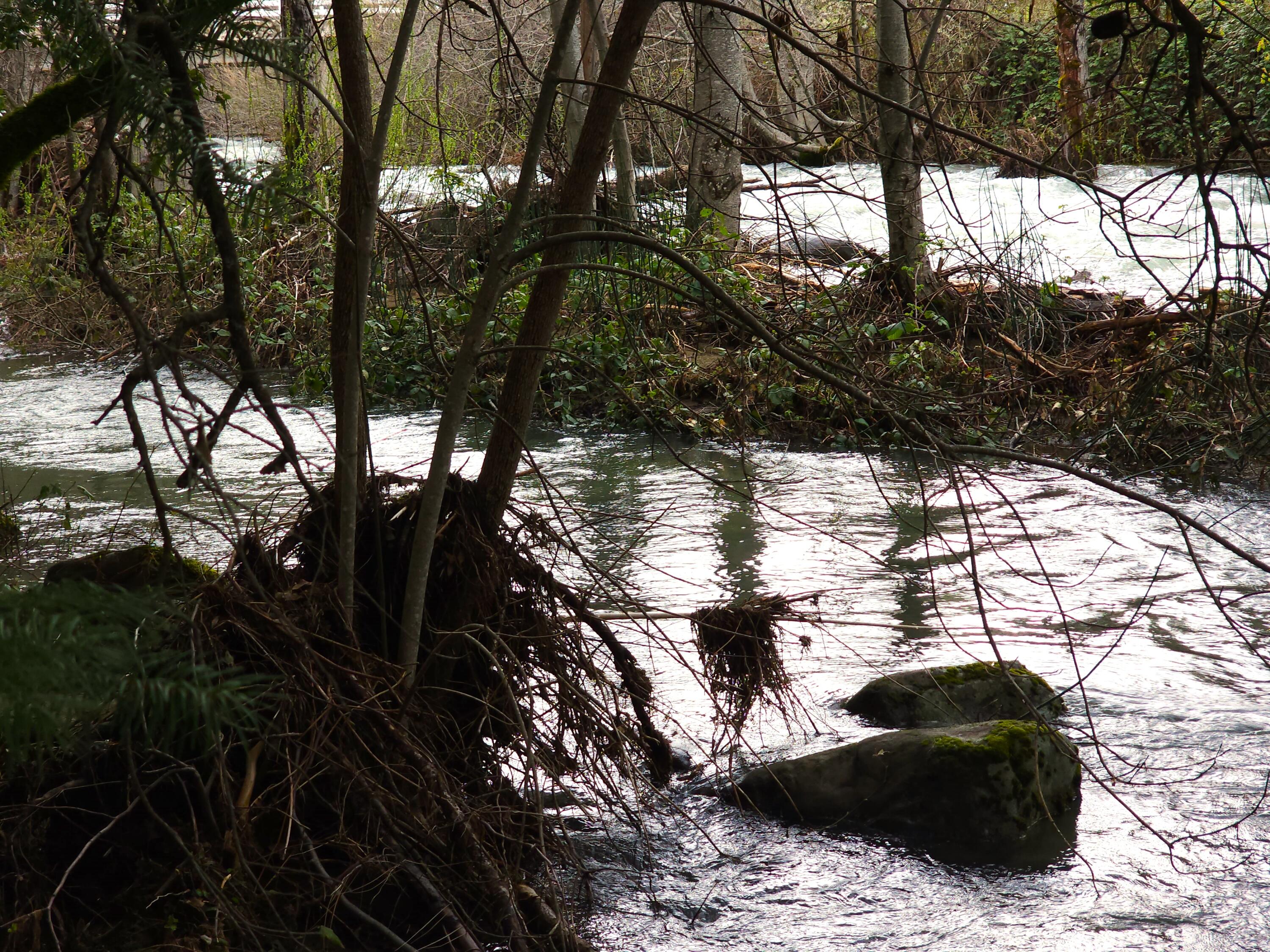 0 Phillips Road Oak Run, CA 96069 - Photo 15 of 37 a view of a tree in a yard