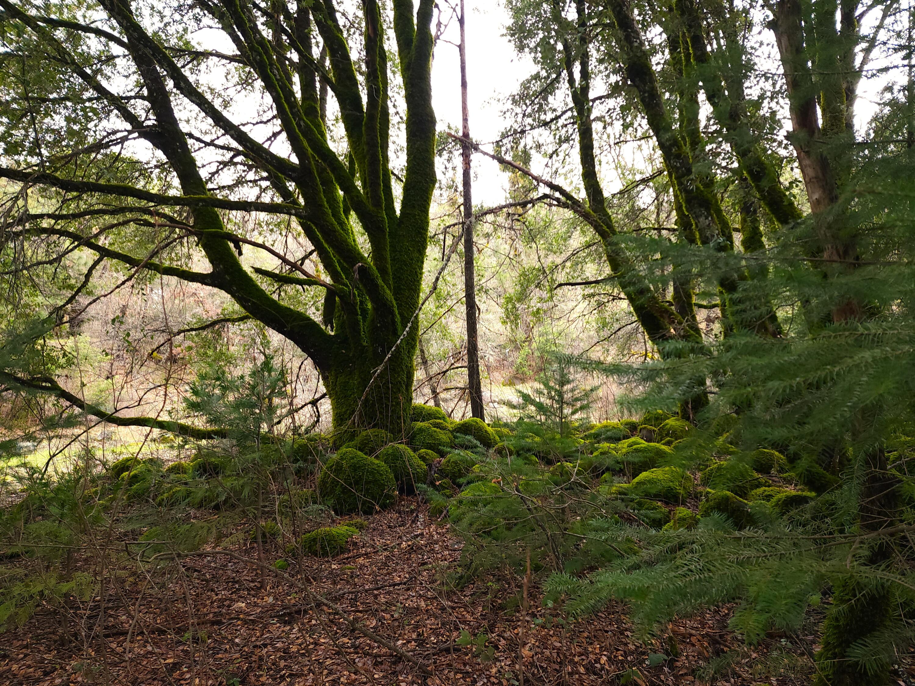 0 Phillips Road Oak Run, CA 96069 - Photo 16 of 37 a view of tree